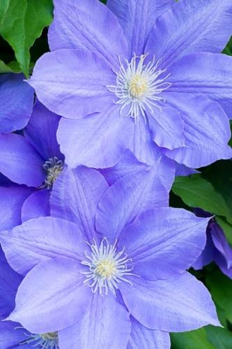 Bloom;Blossom;Blue;Clematis;Close-up;Flower;Oneness;Peaceful;Petal;Purple;botanical;flora;zen