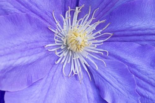 Bloom;Blossom;Blue;Clematis;Close-up;Flower;Oneness;Peaceful;Petal;Purple;botanical;flora;zen