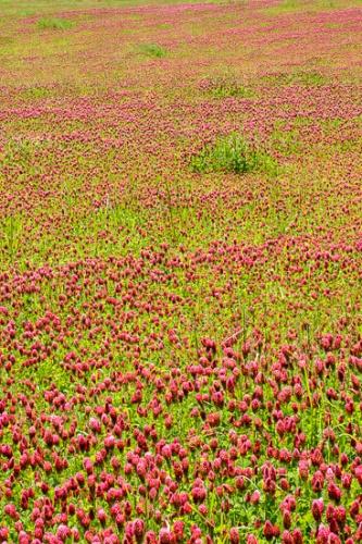 Abstract;Abstraction;Agricultural;Bloom;Blossom;Blossoms;Botanical;Calm;Fields;Floral;Floweret;Flowering;Flowers;Flowers & Plants;Healing;Health care;Healthcare;Nature;Pastoral;Pink;Spring;Springtime;bloom;botanicals;field;flora;floral;flower;green;landscape;magenta;oneness;pasture;pattern;peaceful;plant;plants;red;restful;serene;soothing;texture;tranquil;wildflower;zen