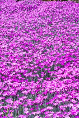 Abstract;Abstraction;Bloom;Blossom;Blossoms;Botanical;Bud;Calm;Close-up;Floral;Floweret;Flowering;Flowers;Flowers & Plants;Healing;Health care;Healthcare;Line;Nature;Pastoral;Petal;Pink;Spring;bloom;botanicals;flora;floral;flower;green;landscape;magenta;oneness;pattern;peaceful;plant;purple;restful;serene;soothing;texture;tranquil;wildflower;zen