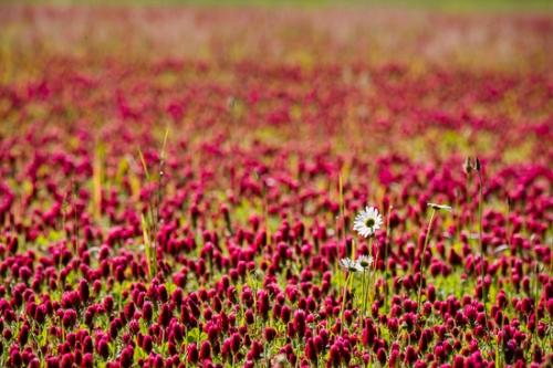 Bloom;Blossom;Blossoms;Botanical;Calm;Close-up;Clover;Daisies;Floral;Floweret;Flowering;Flowers;Flowers & Plants;Healing;Health care;Healthcare;Macro;Nature;Pastoral;Pink;Red Clover;Spring;Springtime;Stamen;bloom;botanicals;daisy;flora;floral;flower;grass;green;landscape;magenta;oneness;peaceful;plant;plants;red;restful;serene;soothing;tranquil;zen