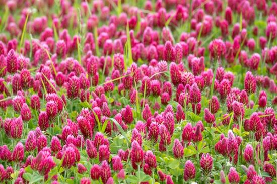 Abstract;Abstraction;Bloom;Blossom;Blossoms;Botanical;Calm;Close-up;Floweret;Flowering;Flowers;Healing;Health care;Healthcare;Line;Macro;Nature;Pastoral;Petal;Pink;Seasons;Spring;Springtime;bloom;botanicals;field;flora;floral;flower;green;landscape;magenta;oneness;pasture;pattern;peaceful;plant;restful;serene;soothing;texture;tranquil;wildflower;zen