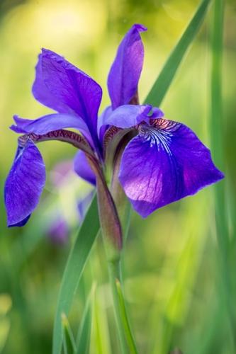 Bloom;Blossom;Blossoms;Blue;Blues;Botanical;Bud;Calm;Close-up;Cool Colors;Cool Palette;Cool Tones;Floral;Floweret;Flowering;Flowers;Healing;Health care;Healthcare;Lavender;Macro;Minimalism;Nature;Pastoral;Petal;Petals;Sunlight;Sunshine;bloom;blue;botanicals;color;flora;floral;flower;green;iris;oneness;peaceful;plant;purple;restful;serene;soothing;sunlit;tranquil;wildflower;zen