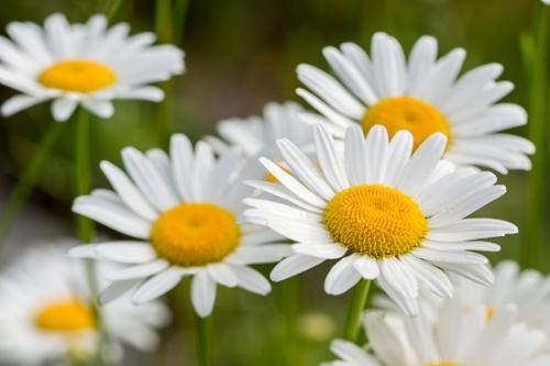 Bloom;Blossom;Blossoms;Botanical;Calm;Close-up;Daisies;Dew;Droplets;Drops;Floral;Floweret;Flowering;Flowers;Flowers & Plants;Healing;Health care;Healthcare;Macro;Nature;Pastoral;Petal;Petals;Seasons;Spring;Springtime;Stamen;Water;Water Drops;White;Yellow;bloom;botanicals;daisy;damp;dew drops;dewy;drop;droplet;flora;floral;flower;green;oneness;peaceful;plant;plants;restful;serene;soothing;tranquil;wet;wildflower;zen