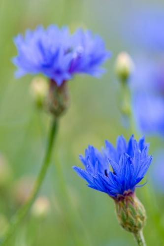 Bachelor Button;Bloom;Blossom;Blossoms;Blue;Botanical;Bud;Calm;Close-up;Floral;Floweret;Flowering;Flowers;Healing;Health care;Healthcare;Macro;Minimalism;Nature;Pastoral;Petal;bloom;botanicals;cornflower;flora;floral;flower;green;oneness;peaceful;plant;purple;restful;serene;soothing;tranquil;wildflower;zen
