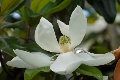 Bloom;Blossom;Blossoms;Close-up;Flower;Floweret;Flowering;Flowers;Healing;Health care;Healthcare;Magnolia;Oneness;Pastoral;Peaceful;Petal;Plant;White;bloom;botanical;botanicals;calm;flora;floral;restful;serene;soothing;tranquil;zen