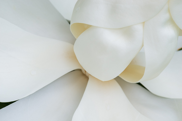 Bloom;Blossom;Blossoms;Botanical;Calm;Close-up;Floweret;Flowering;Flowers;Healing;Health care;Healthcare;Magnolia;Pastoral;Petal;Plant;White;bloom;botanicals;flora;floral;flower;oneness;peaceful;plant;plants;restful;serene;soothing;tranquil;zen