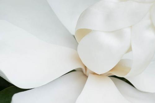 Bloom;Blossom;Blossoms;Close-up;Flower;Floweret;Flowering;Flowers;Healing;Health care;Healthcare;Magnolia;Oneness;Pastoral;Peaceful;Petal;Plant;White;bloom;botanical;botanicals;calm;flora;floral;restful;serene;soothing;tranquil;zen