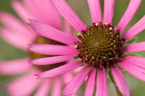 Bloom;Blossom;Blossoms;Botannicals;Brown;Close-up;Echinacea tennesseensis;Flower;Floweret;Flowering;Flowers;Green;Magenta;Oneness;Petal;Pink;Plant;Stamen;Tennessee Coneflower;Wildflower;bloom;botanical;flora;floral;zen