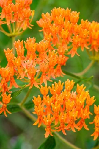 Bloom;Blossom;Blossoms;Bud;Butterfly Weed;Calm;Close-up;Floral;Floweret;Flowering;Flowers;Flowers & Plants;Healing;Health care;Healthcare;Macro;Minimalism;Nature;Pastoral;Petal;bloom;flora;floral;flower;green;oneness;orange;peaceful;plants;restful;serene;soothing;tranquil;wildflower;zen