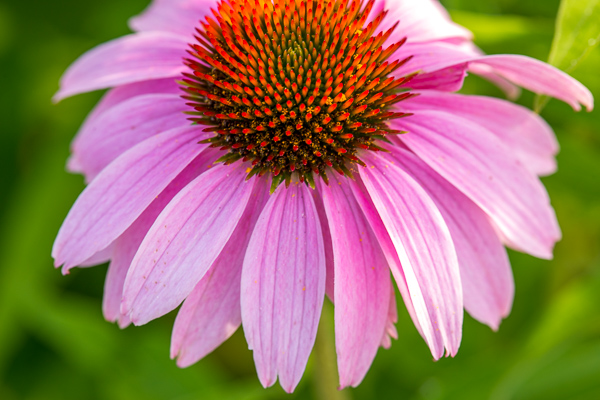 Bloom;Blossom;Blossoms;Botanical;Calm;Close-up;Flora;Floral;Floret;Floweret;Flowering;Flowers;Flowers & Plants;Healing;Health care;Healthcare;Macro;Minimalism;Nature;Pastoral;Petal;Petals;Pink;Plant;Purple Coneflower;Sunlight;Sunshine;bloom;botanicals;flora;floral;flower;green;oneness;orange;peaceful;plants;restful;serene;soothing;sunlit;tranquil;zen