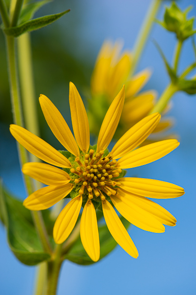 Bloom;Blossom;Blossoms;Blue;Botanical;Calm;Close-up;Flora;Floral;Floweret;Flowering;Flowers;Flowers & Plants;Healing;Health care;Healthcare;Macro;Minimalism;Nature;Pastoral;Petal;Plant;Ragwort;Sunlight;Sunshine;Yellow;bloom;botanicals;flora;floral;flower;green;jacobaea vulgaris;oneness;peaceful;plants;restful;serene;soothing;sunlit;tranquil;wildflower;zen