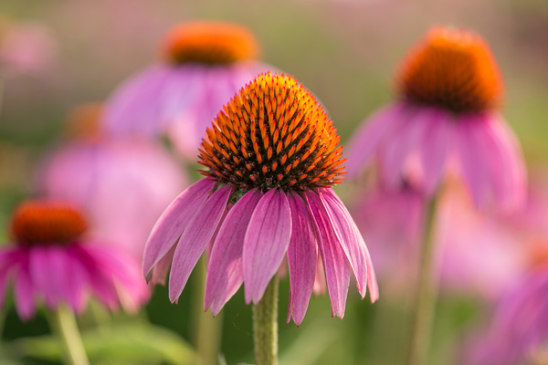 Bloom;Blossom;Blossoms;Botanical;Calm;Close-up;Flora;Floral;Floret;Floweret;Flowering;Flowers;Flowers & Plants;Healing;Health care;Healthcare;Macro;Minimalism;Nature;Pastoral;Petal;Petals;Pink;Plant;Purple Coneflower;Sunlight;Sunshine;bloom;botanicals;flora;floral;flower;green;oneness;orange;peaceful;plants;restful;serene;soothing;sunlit;tranquil;zen