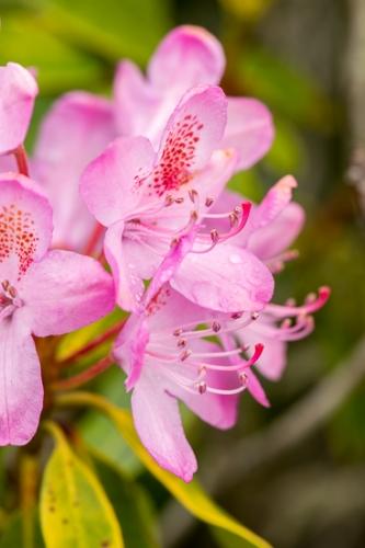 Blossom;Blossoms;Calm;Close-up;Floweret;Flowering;Flowers;Healing;Health care;Healthcare;Oregon;Pink;Rhododendron;bloom;flora;floral;flower;green;magenta;peaceful;restful;serene;soothing;tranquil;wildflower