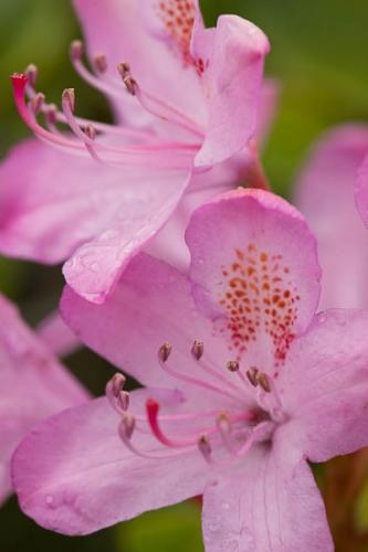 Blossom;Close-up;Elowers;Flower;Green;Magenta;Oregon;Pink;Rhododendron;Wildflower;flora