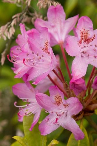 Blossom;Blossoms;Calm;Close-up;Floweret;Flowering;Flowers;Healing;Health care;Healthcare;Oregon;Pink;Rhododendron;bloom;flora;floral;flower;green;magenta;peaceful;restful;serene;soothing;tranquil;wildflower