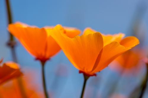 Bloom;Blossom;Blossoms;Blue;Botanical;Calm;Close-up;Floral;Floweret;Flowering;Flowers;Flowers & Plants;Gold;Healing;Health care;Healthcare;Macro;Minimalism;Nature;Oregon;Pastoral;Petal;Poppies;Poppy;Warm Colors;Warm Palette;Warm Tones;bloom;botanicals;color;flora;floral;flower;green;oneness;orange;peaceful;plant;restful;serene;soothing;tranquil;wildflower;zen