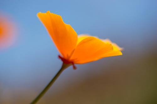 Bloom;Blossom;Blossoms;Blue;Botanical;Calm;Close-up;Floral;Floweret;Flowering;Flowers;Flowers & Plants;Gold;Healing;Health care;Healthcare;Macro;Minimalism;Nature;Oregon;Pastoral;Petal;Poppies;Poppy;Warm Colors;Warm Palette;Warm Tones;bloom;botanicals;color;flora;floral;flower;green;oneness;orange;peaceful;plant;restful;serene;soothing;tranquil;wildflower;zen