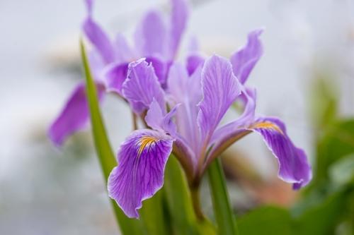 Bloom;Blossom;Blossoms;Botanical;Bud;Calm;Close-up;Floral;Floweret;Flowering;Flowers;Flowers & Plants;Healing;Health care;Healthcare;Lavender;Macro;Minimalism;Nature;Pastoral;Petal;Pink;Yellow;bloom;botanicals;flora;floral;flower;green;iris;oneness;orange;peaceful;plant;purple;restful;serene;soothing;tranquil;wildflower;zen