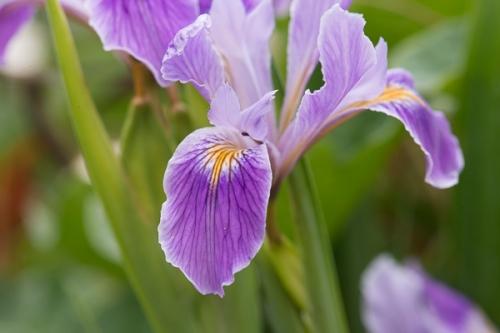 Bloom;Blossom;Blossoms;Botanical;Bud;Calm;Close-up;Floral;Floweret;Flowering;Flowers;Flowers & Plants;Healing;Health care;Healthcare;Lavender;Macro;Minimalism;Nature;Pastoral;Petal;Pink;Yellow;bloom;botanicals;flora;floral;flower;green;iris;oneness;orange;peaceful;plant;purple;restful;serene;soothing;tranquil;wildflower;zen