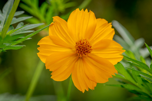 Bloom;Blossom;Blossoms;Botanical;Calm;Close-up;Cosmos;Cosmos Flowers;Dew;Droplets;Floral;Floweret;Flowering;Flowers;Flowers & Plants;Healing;Health care;Healthcare;Image type;Macro;Minimalism;Nature;Pastoral;Petal;Photo specs;Plant;Sunlight;Sunshine;Yellow;bloom;botanicals;dew drops;drop;flora;floral;flower;green;oneness;orange;peaceful;plant;plants;restful;serene;soothing;sunlit;tranquil;zen