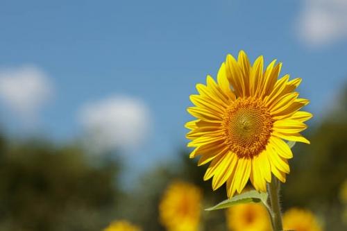 Bloom;Blossom;Blossoms;Blue;Botannicals;Close-up;Cloud;Cloud Formation;Clouds;Flower;Floweret;Flowering;Flowers;Green;Leaf;Leaves;Ohio;Petal;Plant;Red;Sky;Sunflower;Weather;Wildflower;Yellow;bloom;botanical;flora;floral