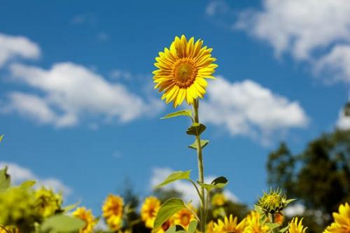 Bloom;Blossom;Blossoms;Blue;Close-up;Cloud;Flower;Floweret;Flowering;Flowers;Gold;Green;Image type;Ohio;Oneness;Orange;Petal;Petals;Photo specs;Plant;Sunflower;Wildflower;Yellow;bloom;botanical;couds;flora;floral;vegetation