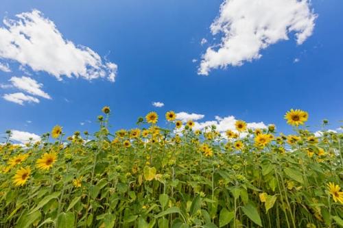 Bloom;Blossom;Blossoms;Blue;Botannicals;Cloud;Cloud Formation;Clouds;Flower;Floweret;Flowering;Flowers;Green;Leaf;Leaves;Looking up;Ohio;Oneness;Orange;Petal;Petals;Plant;Sky;Stamen;Sunflower;Wildflower;Yellow;bloom;botanical;flora;floral;zen