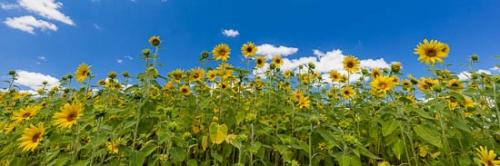 Bloom;Blossom;Blossoms;Blue;Cloud;Cloud Formation;Clouds;Flower;Floweret;Flowering;Flowers;Green;Leaf;Leaves;Looking up;Ohio;Oneness;Orange;Petal;Petals;Plant;Sky;Stamen;Sunflower;Wildflower;Yellow;bloom;botanical;botanicals;flora;floral;zen