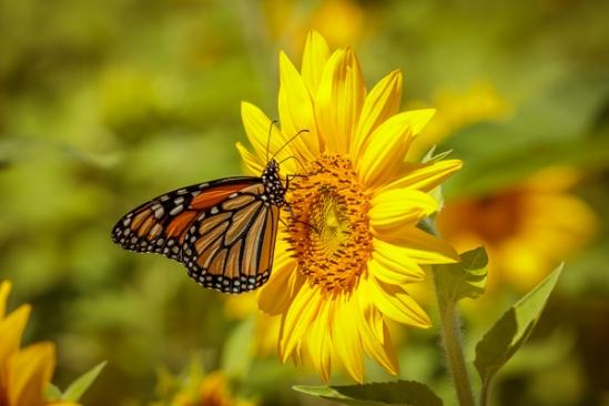 Bloom;Blossom;Blossoms;Butterfly;Calm;Close-up;Floral;Floweret;Flowering;Flowers;Gold;Healing;Health care;Healthcare;Macro;Monarch;Monarch Butterfly;Nature;Ohio;Petal;Sunflower;Warm Colors;Warm Palette;Warm Tones;Yellow;bloom;bug;color;flora;floral;flower;green;insect;orange;peaceful;restful;serene;soothing;tranquil;wildflower;yellow