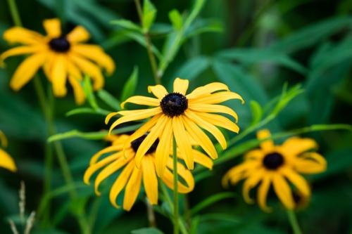 Black-eyed Susan;Bloom;Blossom;Blossoms;Botanical;Brown;Bud;Calm;Close-up;Floral;Floweret;Flowering;Flowers;Flowers & Plants;Gold;Healing;Health care;Healthcare;Leaf;Macro;Nature;Ohio;Pastoral;Petal;Yellow;bloom;botanicals;flora;floral;flower;green;leaves;oneness;peaceful;plant;restful;serene;soothing;tranquil;wildflower