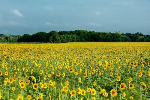 Bloom;Blossom;Blossoms;Blue;Cloud;Cloud Formation;Field;Flower;Floweret;Flowering;Flowers;Forest;Gold;Green;Orange;Pastoral;Peaceful;Petal;Sky;Sunflower;Trees;Wildflower;Yellow;bloom;botanical;flora;floral;zen