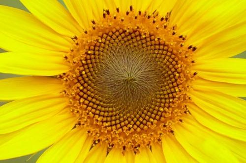 Bloom;Blossom;Close-up;Flower;Flowering;Orange;Petal;Sunflower;Wildflower;Yellow;botanical;flora;floral