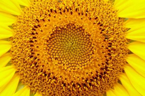 Bloom;Blossom;Close-up;Flower;Flowering;Orange;Petal;Sunflower;Wildflower;Yellow;botanical;flora;floral