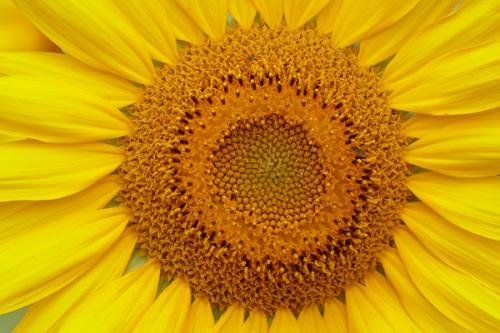 Bloom;Blossom;Blossoms;Botanical;Close-up;Floral;Floweret;Flowering;Flowers;Petal;Sunflower;Warm Colors;Warm Palette;Warm Tones;Yellow;bloom;color;flora;floral;flower;orange;wildflower;yellow