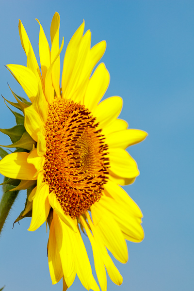 Bloom;Blossom;Blossoms;Blue;Botanical;Calm;Flora;Floral;Floweret;Flowering;Flowers;Flowers & Plants;Gold;Healing;Health care;Healthcare;Leaf;Looking up;Macro;Minimalism;Nature;Pastoral;Petal;Plant;Seasons;Summer;Summertime;Sunflower;Sunflowers;Yellow;bloom;botanicals;flora;floral;flower;green;oneness;peaceful;plants;restful;serene;soothing;tranquil;wildflower;zen