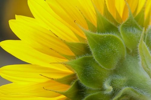Bloom;Blossom;Blossoms;Botanical;Calm;Close-up;Floral;Floweret;Flowering;Flowers;Flowers & Plants;Gold;Healing;Health care;Healthcare;Macro;Minimalism;Nature;Pastoral;Petal;Petals;Sunflower;Yellow;bloom;botanicals;flora;floral;flower;green;oneness;peaceful;plants;restful;serene;soothing;tranquil;wildflower;zen
