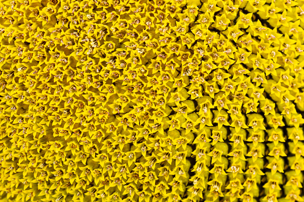 Abstract;Abstraction;Bloom;Blossom;Blossoms;Calm;Close-up;Floral;Floweret;Flowering;Flowers;Healing;Line;Macro;Nature;Pastoral;Petal;Shape;Sunflower;Sunlight;Yellow;bloom;flora;floral;flower;oneness;pattern;peaceful;restful;serene;soothing;texture;tranquil;wildflower;zen