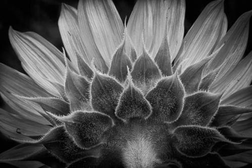 Black and White;Bloom;Blossom;Close-up;Flower;Flowers;Oneness;Petal;Sunflower;Wabi Sabi;Wildflower;flora;zen