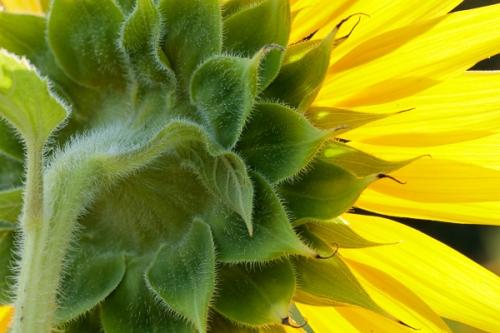 Abstract;Abstraction;Bloom;Blossom;Blossoms;Botanical;Calm;Close-up;Floral;Floweret;Flowering;Flowers;Flowers & Plants;Healing;Health care;Healthcare;Line;Macro;Nature;Pastoral;Petal;Petals;Shape;Sunflower;Yellow;bloom;botanicals;flora;floral;flower;green;oneness;orange;pattern;peaceful;plant;restful;serene;soothing;texture;tranquil;wildflower;zen