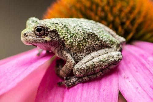 Amphibian;Animals;Bloom;Blossom;Blossoms;Close-up;Echinacea purpurea;Flower;Floweret;Flowering;Flowers;Flowers & Plants;Frog;Gray Tree Frog;Green;Healing;Health care;Healthcare;Macro;Magenta;Modern;Nature;Oneness;Pastoral;Peaceful;Petal;Petals;Pink;Plant;Plants;Purple;Purple Coneflower;amphibian;animal;bloom;botanical;botanicals;calm;contemporary;flora;floral;modern art;restful;serene;soothing;tranquil;zen