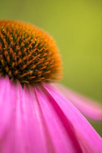 Bloom;Blossom;Blossoms;Close-up;Echinacea purpurea;Flower;Floweret;Flowering;Flowers;Flowers & Plants;Green;Healing;Health care;Healthcare;Macro;Magenta;Modern;Nature;Oneness;Pastoral;Peaceful;Petal;Petals;Pink;Plant;Plants;Purple;Purple Coneflower;bloom;botanical;botanicals;calm;contemporary;flora;floral;modern art;restful;serene;soothing;tranquil;zen