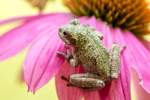 Amphibian;Animals;Bloom;Blossom;Blossoms;Close-up;Echinacea purpurea;Flower;Floweret;Flowering;Flowers;Flowers & Plants;Frog;Gray Tree Frog;Green;Healing;Health care;Healthcare;Macro;Magenta;Modern;Nature;Oneness;Pastoral;Peaceful;Petal;Petals;Pink;Plant;Plants;Purple;Purple Coneflower;amphibian;animal;bloom;botanical;botanicals;calm;contemporary;flora;floral;modern art;restful;serene;soothing;tranquil;zen