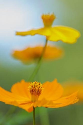 Bloom;Blossom;Blossoms;Botannicals;Close-up;Cosmos;Flower;Floweret;Flowering;Flowers;Green;Leaf;Oneness;Orange;Petal;Plant;bloom;botanical;bud;flora;floral;zen