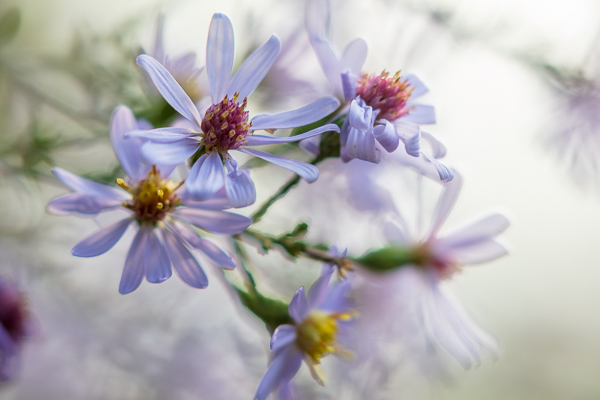 Asters;Bloom;Blossom;Blossoms;Blue;Botanical;Calm;Close-up;Dew;Droplets;Drops;Floral;Floweret;Flowering;Flowers;Healing;Health care;Healthcare;Macro;Minimalism;Nature;Pastoral;Petal;Plant;Purple;Sunlight;Sunshine;Violet;Water Drops;bloom;botanicals;color;dew drops;dewy;drop;flora;floral;flower;foliage;green;leaves;oneness;peaceful;plants;purple;restful;serene;soothing;sunlit;tranquil;violet;wildflower;zen