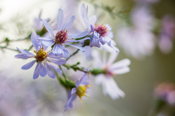 Asters;Bloom;Blossom;Blossoms;Blue;Botanical;Calm;Close-up;Dew;Droplets;Drops;Floral;Floweret;Flowering;Flowers;Healing;Health care;Healthcare;Macro;Minimalism;Nature;Pastoral;Petal;Plant;Purple;Sunlight;Sunshine;Violet;Water Drops;bloom;botanicals;color;dew drops;dewy;drop;flora;floral;flower;foliage;green;leaves;oneness;peaceful;plants;purple;restful;serene;soothing;sunlit;tranquil;violet;wildflower;zen