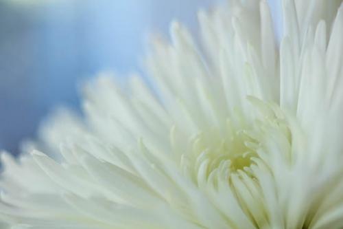 Abstract;Abstraction;Bloom;Blossom;Blossoms;Blue;Chrysanthemum;Close-up;Flower;Floweret;Flowering;Flowers;Oneness;Pattern;Petal;Petals;Plant;Shape;White;bloom;botanical;flora;floral;zen