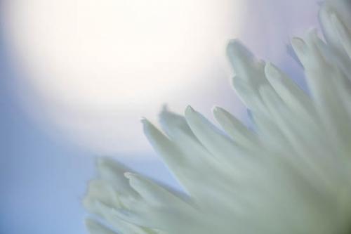 Abstract;Abstraction;Bloom;Blossom;Blossoms;Blue;Chrysanthemum;Close-up;Flower;Floweret;Flowering;Flowers;Light;Oneness;Pattern;Petal;Petals;Plant;Shape;White;bloom;botanical;flora;floral;zen