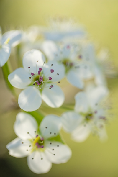 Bloom;Blossom;Blossoms;Botanical;Bradford Pear;Branches;Bud;Calm;Close-up;Floral;Floweret;Flowering;Flowers;Flowers & Plants;Healing;Health care;Healthcare;Macro;Nature;Pastoral;Petal;Plant;Seasons;Spring;Springtime;Sunlight;Sunshine;Tree;Yellow;bloom;botanicals;flora;floral;flower;green;leaves;limbs;oneness;peaceful;plant;plants;restful;serene;soothing;sunlit;tranquil;tree limbs;trees;zen