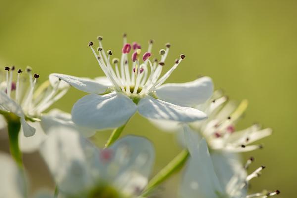 Bloom;Blossom;Blossoms;Botanical;Bradford Pear;Branches;Bud;Calm;Close-up;Floral;Floweret;Flowering;Flowers;Flowers & Plants;Healing;Health care;Healthcare;Macro;Nature;Pastoral;Petal;Plant;Seasons;Spring;Springtime;Sunlight;Sunshine;Tree;Yellow;bloom;botanicals;flora;floral;flower;green;leaves;limbs;oneness;peaceful;plant;plants;restful;serene;soothing;sunlit;tranquil;tree limbs;trees;zen